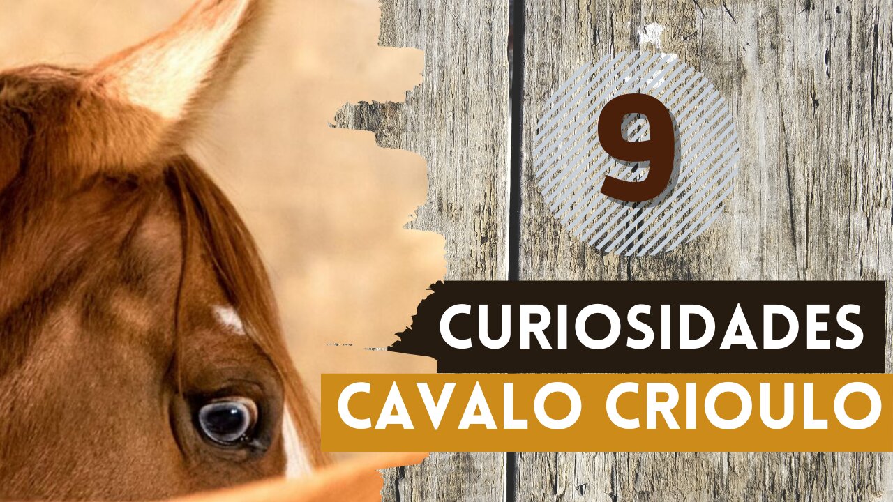 9 Curiosidades sobre o Cavalo Crioulo