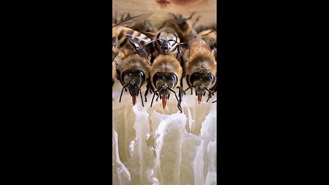 Did you know that the bees has long tongue called ( the hose).