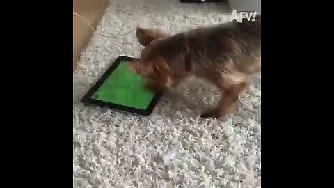 united state pet lover Enjoy the funny dog video