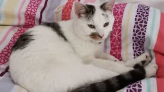 Ce chat "lave" les cheveux de son maître