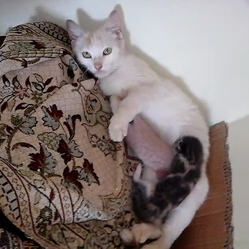 a cat breastfeeds her kittens in a mosque
