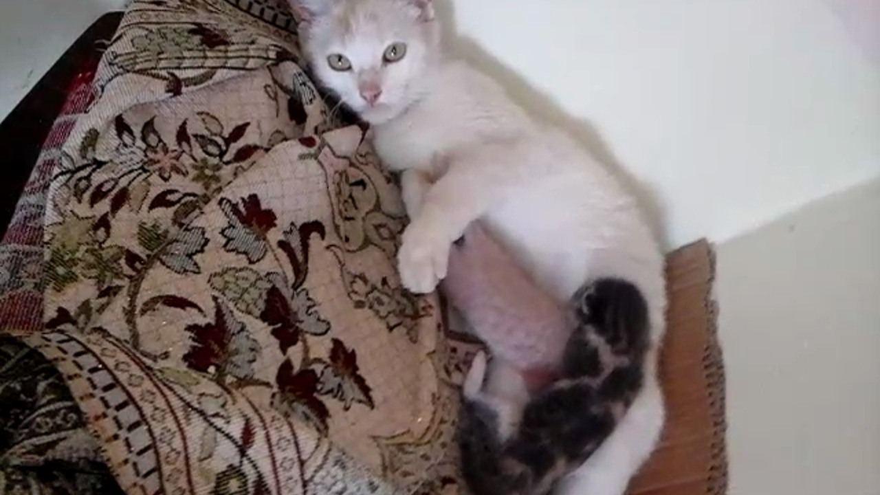 a cat breastfeeds her kittens in a mosque