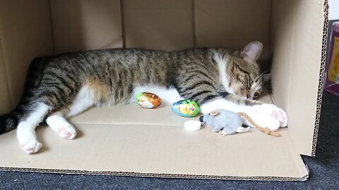 This Box Fits the Cat Perfectly