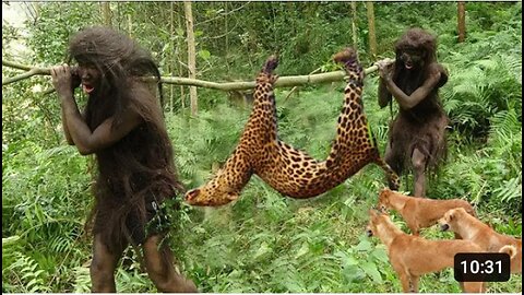 Wildlife