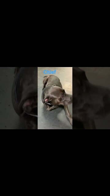 Shorts 0146] CHIEF [#dogs #doggos #doggos #puppies #dogdaycare]