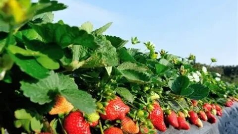 Virtual Jam Session Octaves furbished Strawberry Fields Methodi 'Vocal la Dub ' 4 Ever