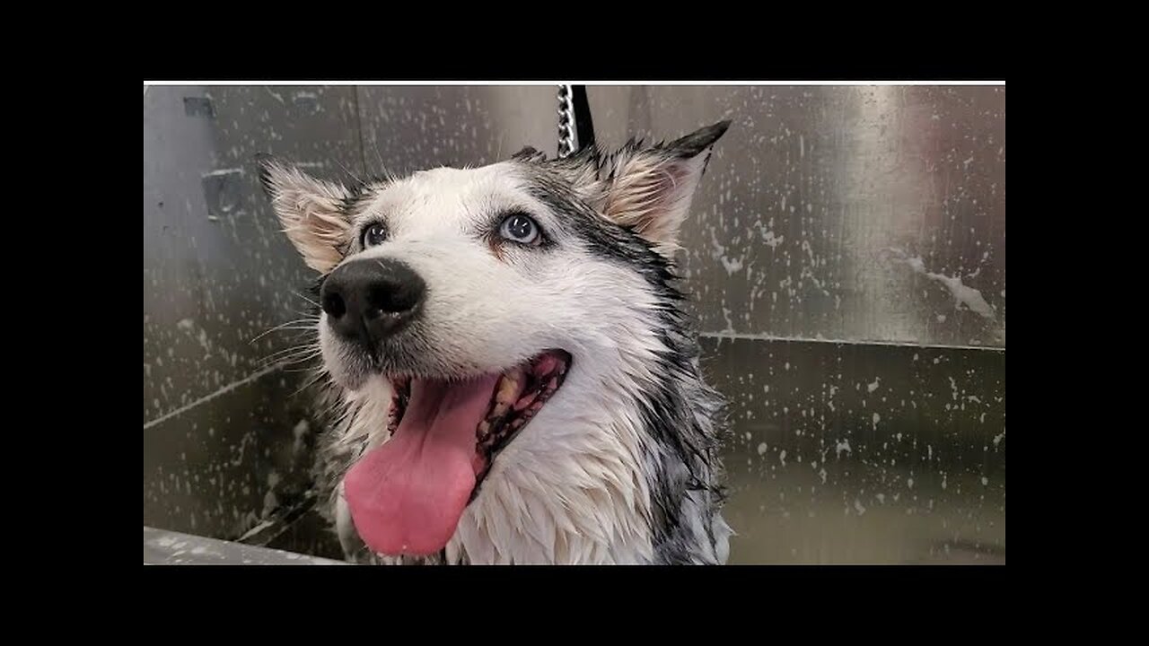 12 year old Husky dog never been groomed before!