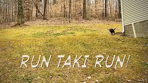 Taki the Beagle running