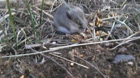 My friend Gus Gus, the field mouse