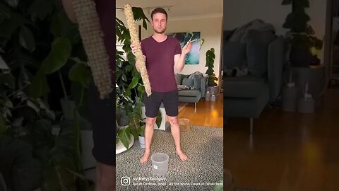 Start your poles with a small plant to get the full benefit :) #monsteraadansonii subspecies laniata