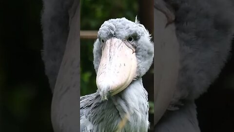 bird in the morning #beautiful #meme #funny #travel #instagood