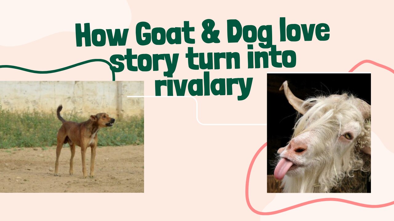 how goat dog love story turn into rivalry funny video