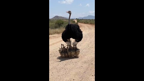 ostrich