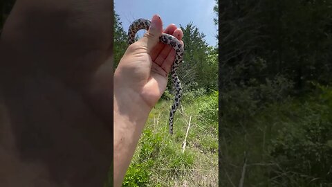 Beautiful Eastern milksnake!!! #snakes #herping #shorts