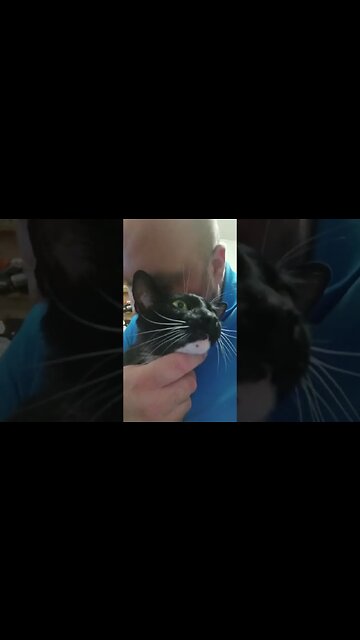 Cuddle zone #shortsfeed #kittty #cat #shortsvideo #youtubeshorts #catlover #kittycat #cutecat