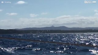 Le saut d'une baleine manque de peu ce bateau