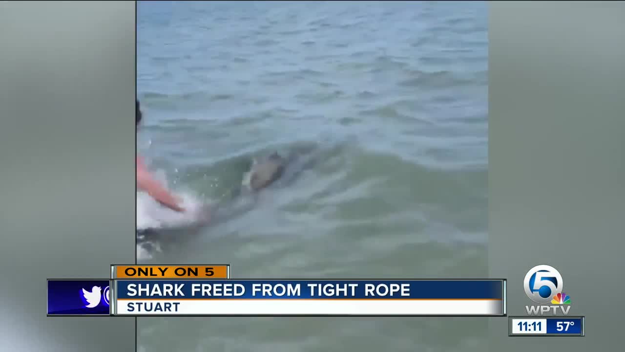 Shark freed from tight rope