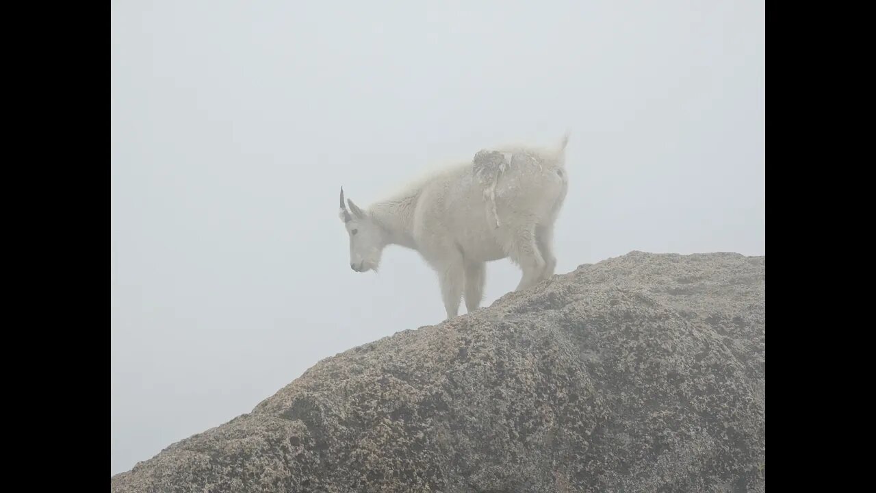 A Trip Up Mount Evans