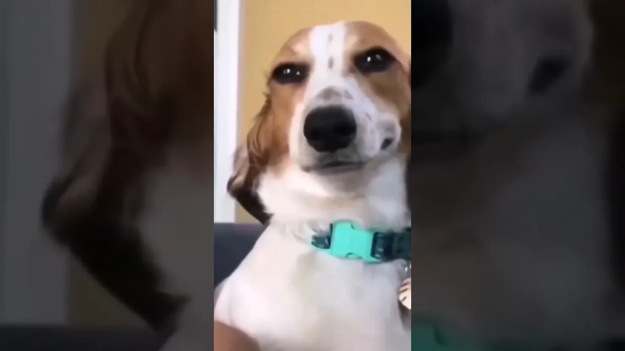 Some funny dog action 😂