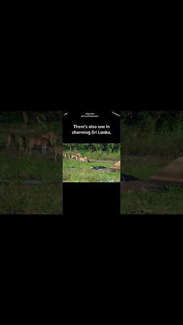 Safari in Sri Lanka.