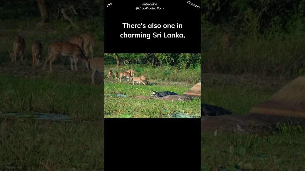 Safari in Sri Lanka.