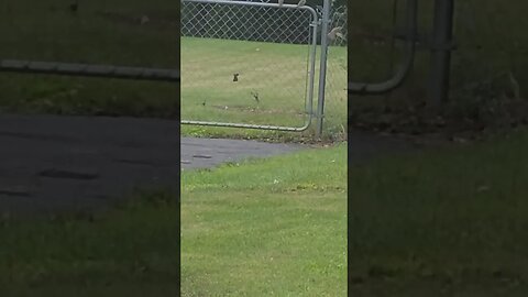 many many bird #shorts