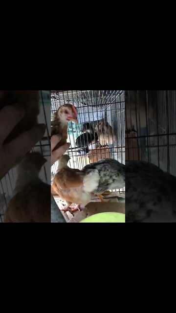 Baby rooster is big and strong 💕