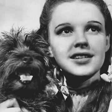 Celebrating 78 years of "The Wizard of Oz" film