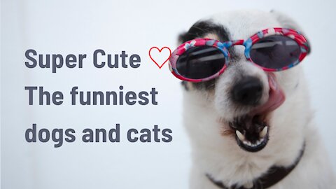 Super cute ♡ The funniest dogs and cats of 2021 #2