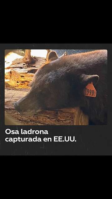Capturan a una osa acusada de 'robos' en California