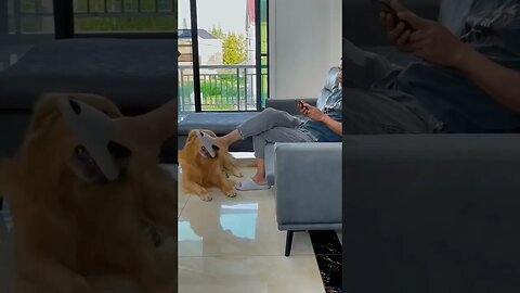 Watch how dog bites owner leg😂😂😂😂😂. #shorts