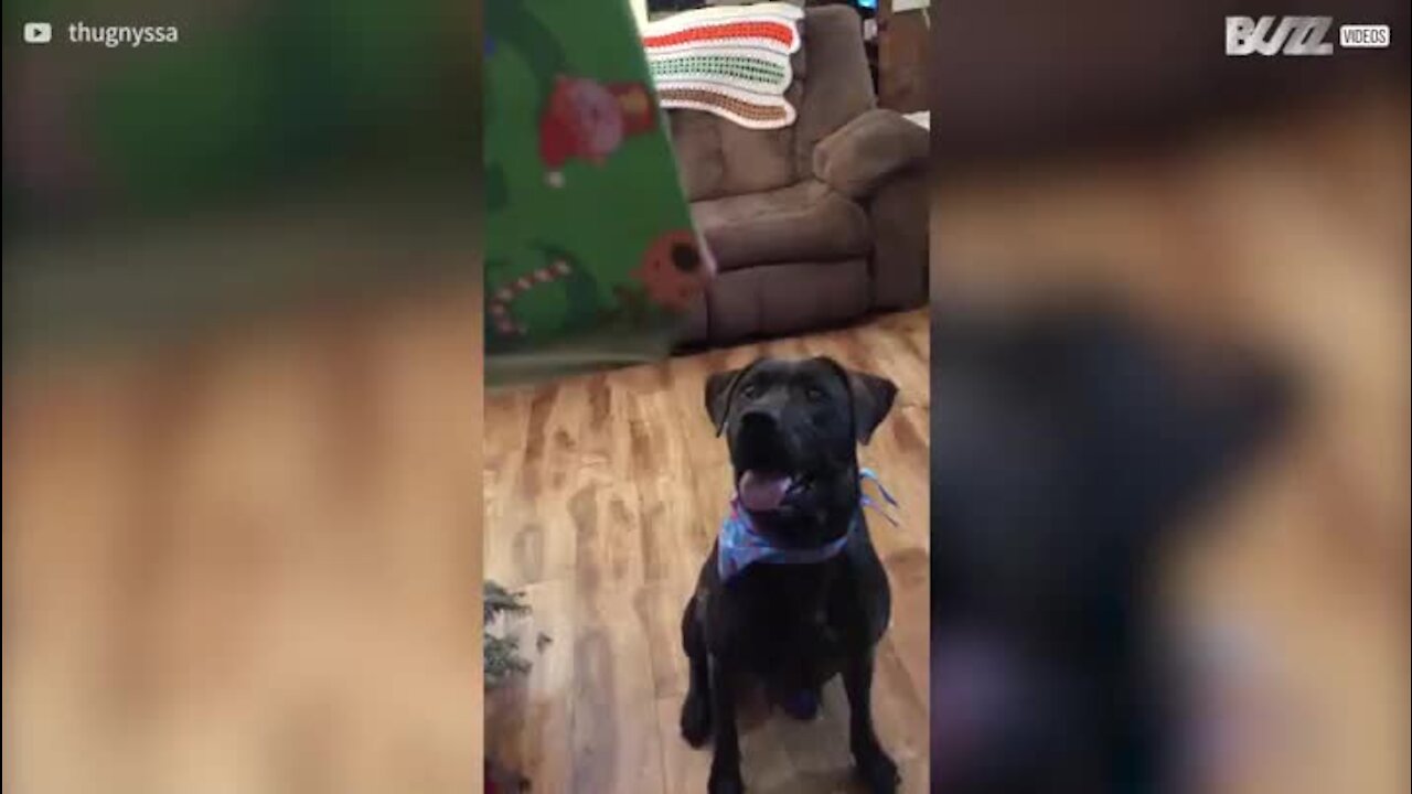 Ce chien perd la boule avec son cadeau de Noël