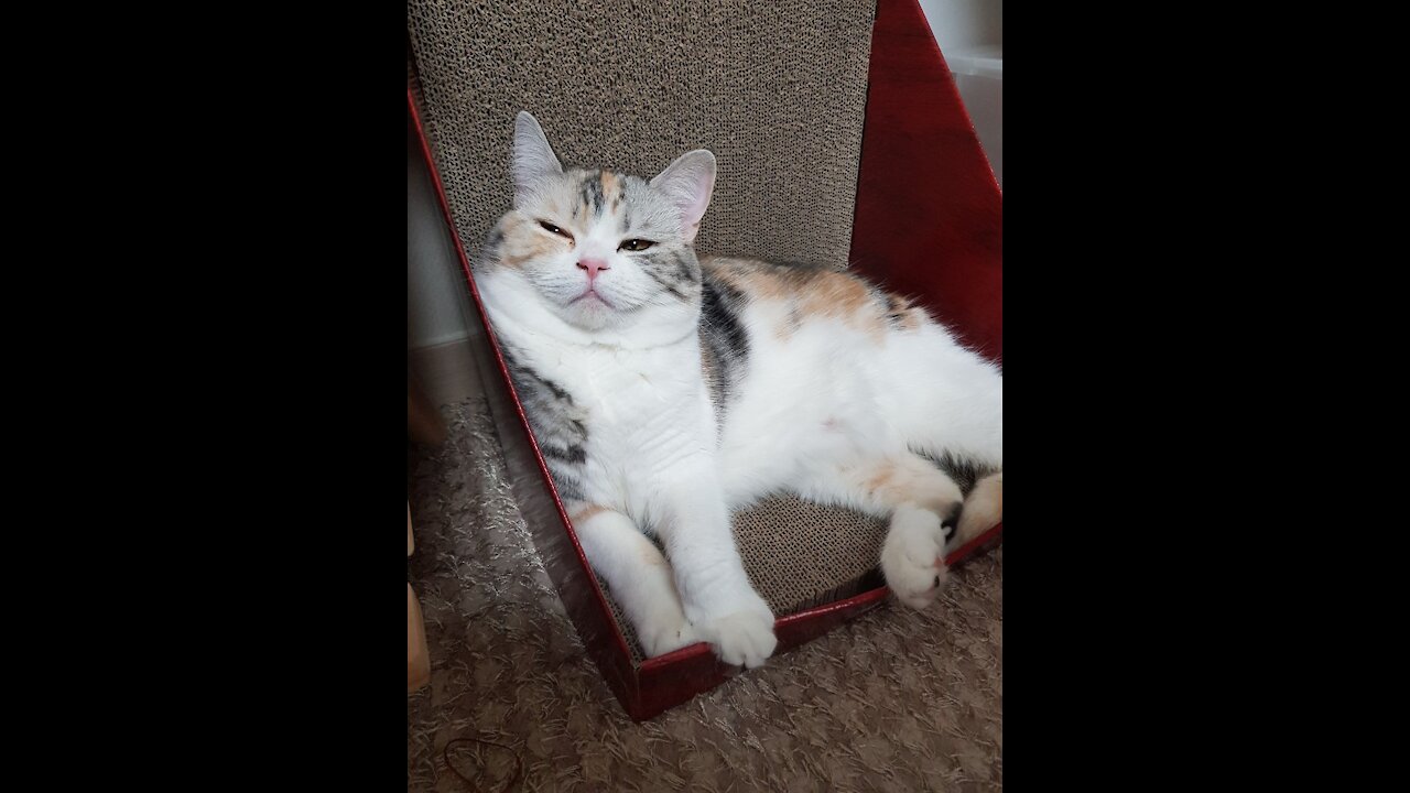 Cat scratching
