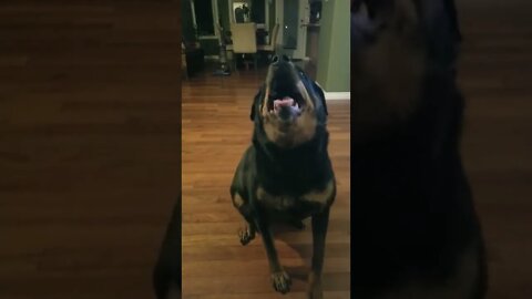 I Can't Resist My Rottweiler's Cute Face! 💖 #rottweiler #shorts #youtubeshorts #animallover