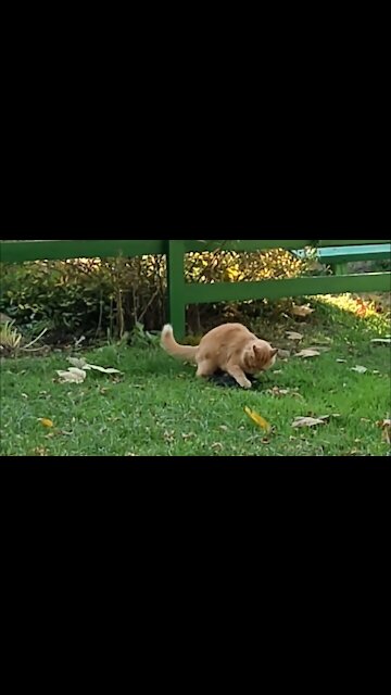 The cat attacked the crow