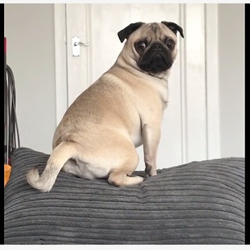 Pug Is Furious Until Food Is Mentioned