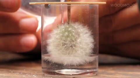 A unique piece of jewelry: Dandelion in Epoxy resin