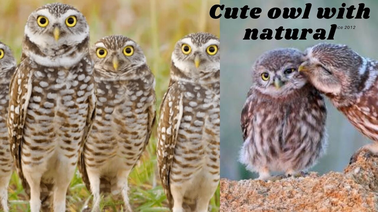 Cute Owl With Natural #shorts