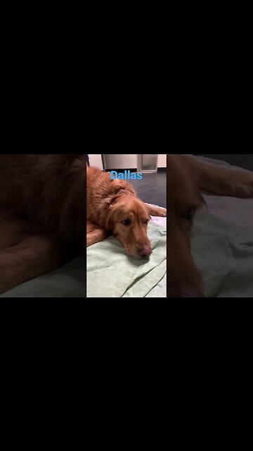 [Shorts 0187] DALLAS [#dogs #doggos #doggos #puppies #dogdaycare]]