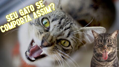 GATO ASSOMBRADO