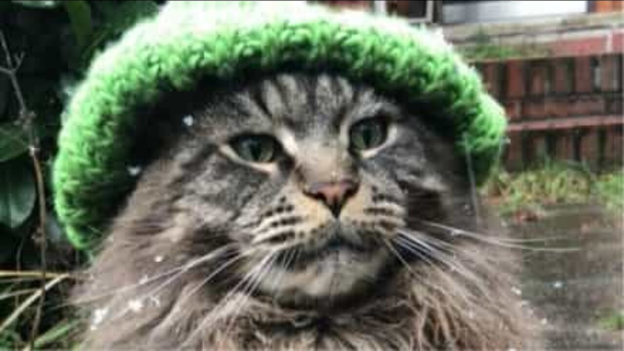 Le chat le plus stylé de l'hiver!