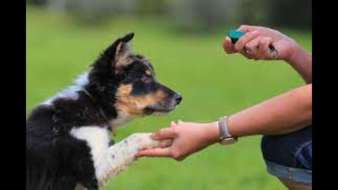 Teaching dogs to guard people and also objects