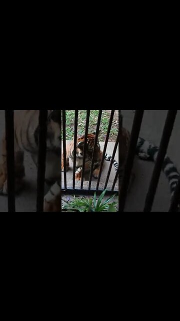 This tiger wants to play 😊😋😜