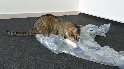 Wrapping Plastic Is a Fascinating Toy