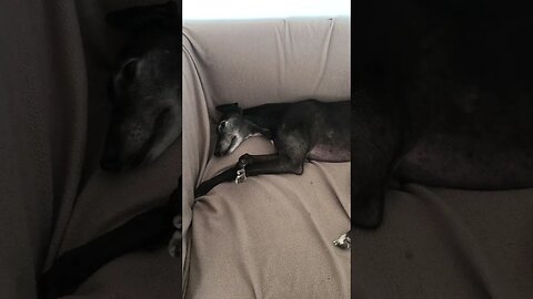 Elsa the greyhound