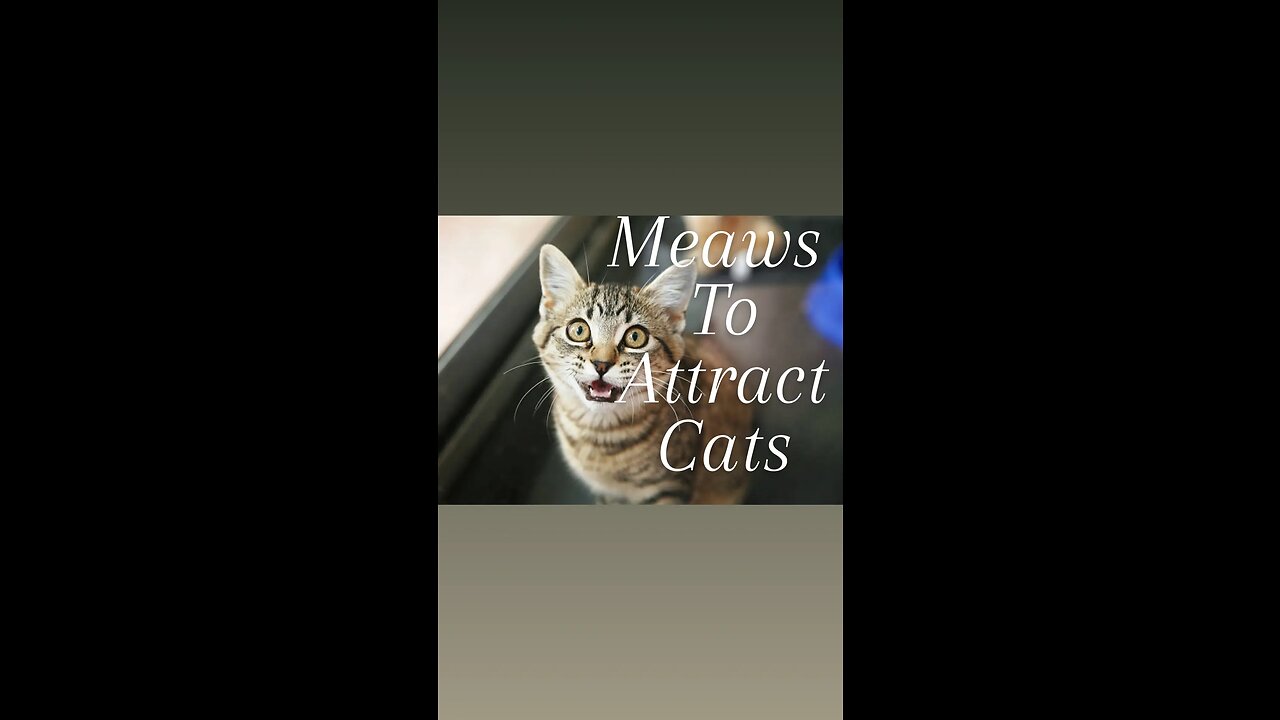 The Sounds that attracts cats -- Meow to make cats come to you🥰