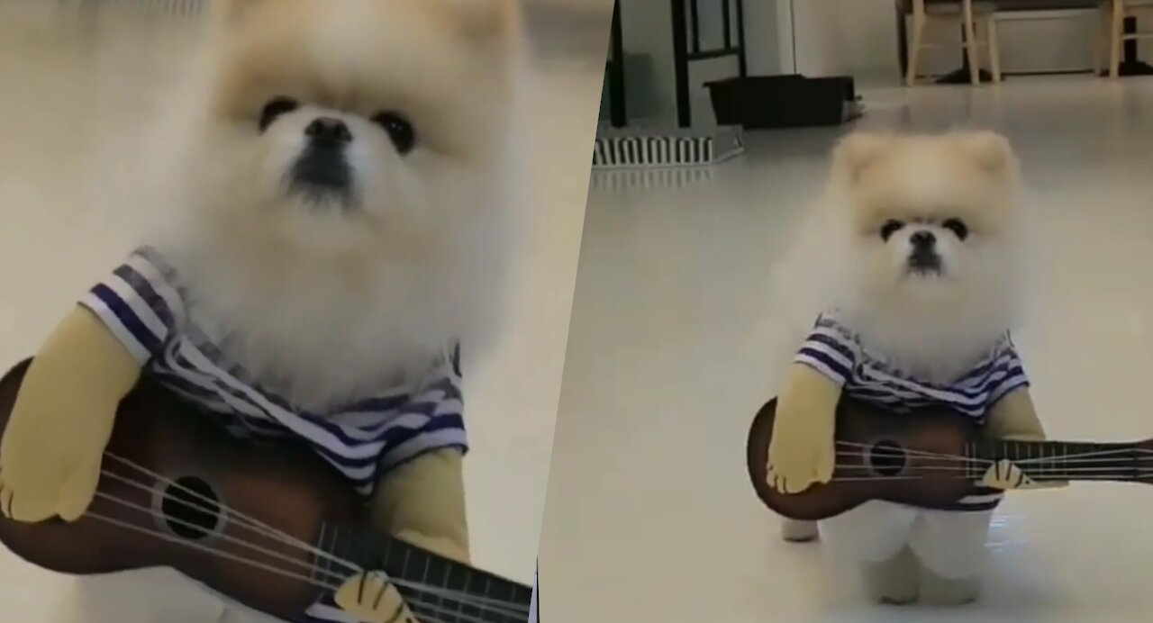 my puppy playing melodious songs on guitar 🎸 !