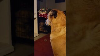 Let my girlfriend out!! #sillydog #shorts