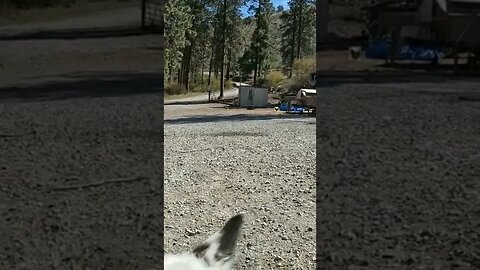 #babygoats #goats #homesteading #farmanimals #cuteanimals #babyanimals #homesteadlife #farm
