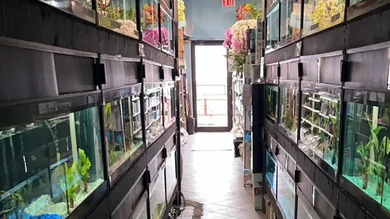Live from Discount Dragon Aquarium Mississauga- lots of Black rams